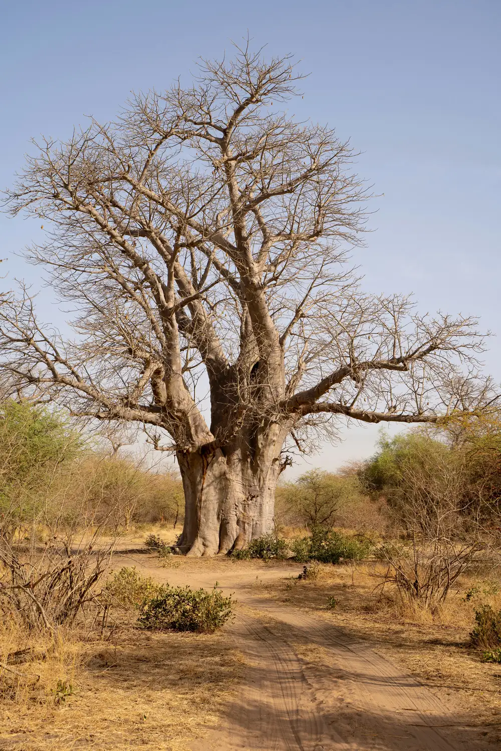 Un grand baobab au bout d'un chemin de sable, dans la savane